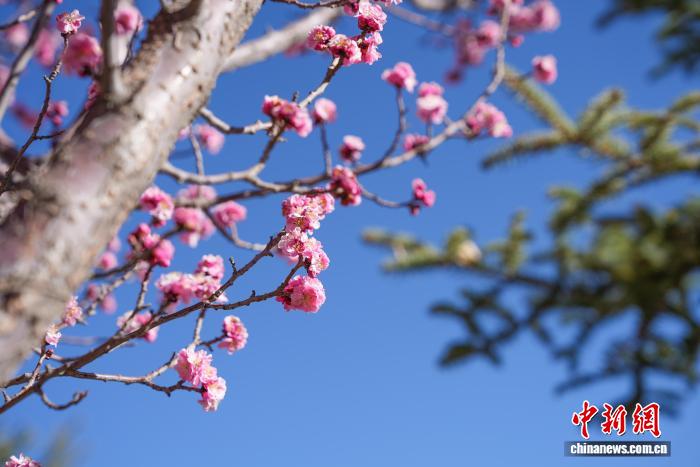 西藏拉薩：桃花盛開(kāi)春意濃市民樂(lè)享高原春光