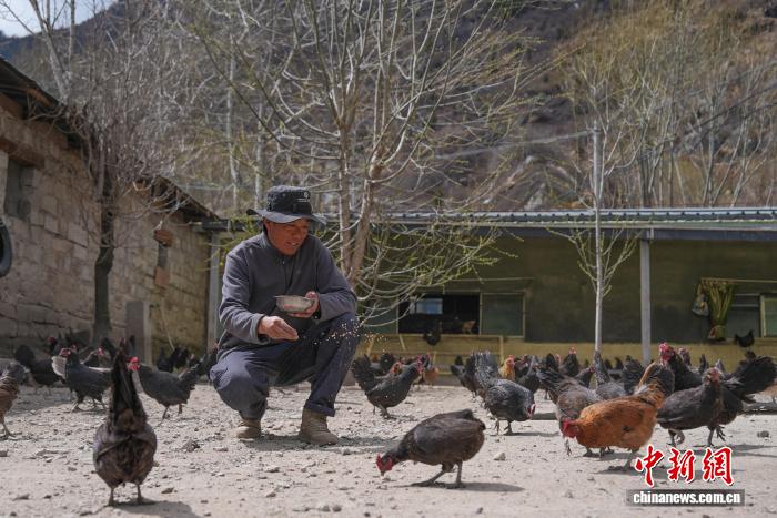西藏亞東藏雞養(yǎng)殖合作社整合發(fā)展帶動村民增收
