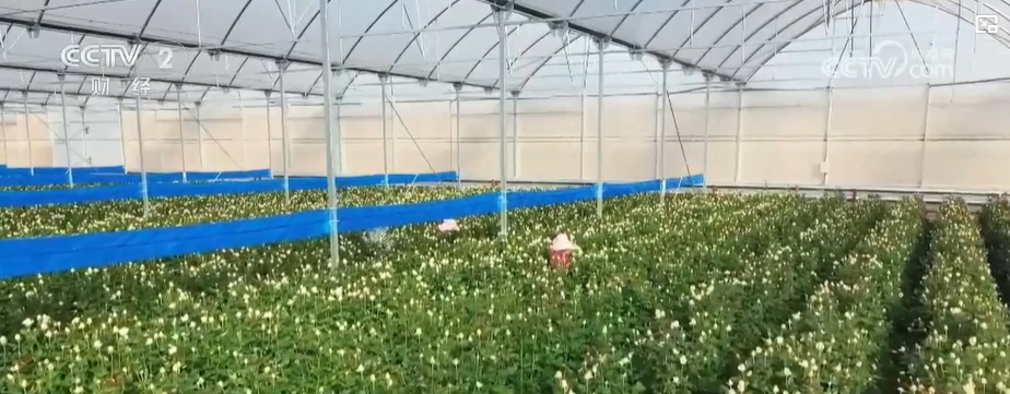 云南姚安：七夕“浪漫經(jīng)濟”升溫 日均百萬枝玫瑰供應(yīng)市場