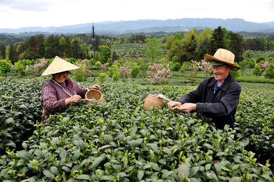 貴州省湄潭縣大力發(fā)展茶葉產(chǎn)業(yè)，60萬(wàn)畝生態(tài)茶園實(shí)現(xiàn)了“綠水青山變成金山銀山”，生態(tài)與經(jīng)濟(jì)協(xié)調(diào)發(fā)展。圖為湄潭縣湄江街道金花村茶農(nóng)采茶 瞿欣含攝 _副本.jpg