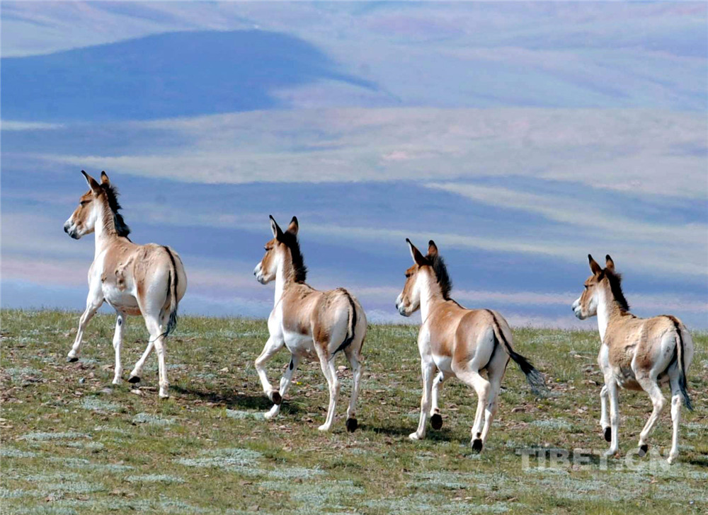 這是奔跑在羌塘國家級自然保護區(qū)的國家一級保護動物藏野驢。（唐召明2009年攝）.jpg