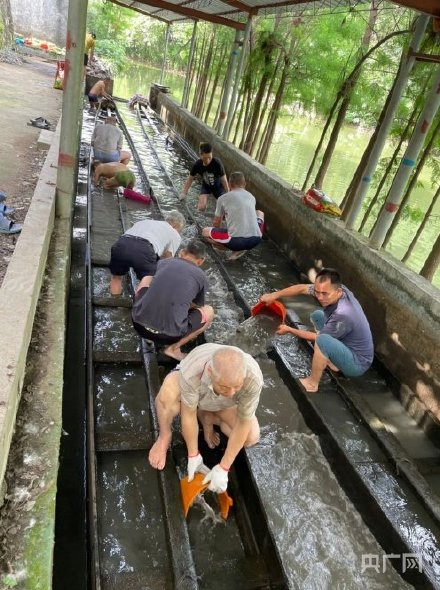 場面震撼！中國龍舟之鄉(xiāng)順德舉行起龍儀式