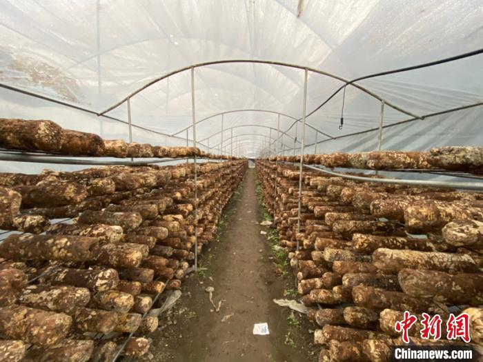 圖為基地里的食用菌菌棒?！Ⅸi 攝