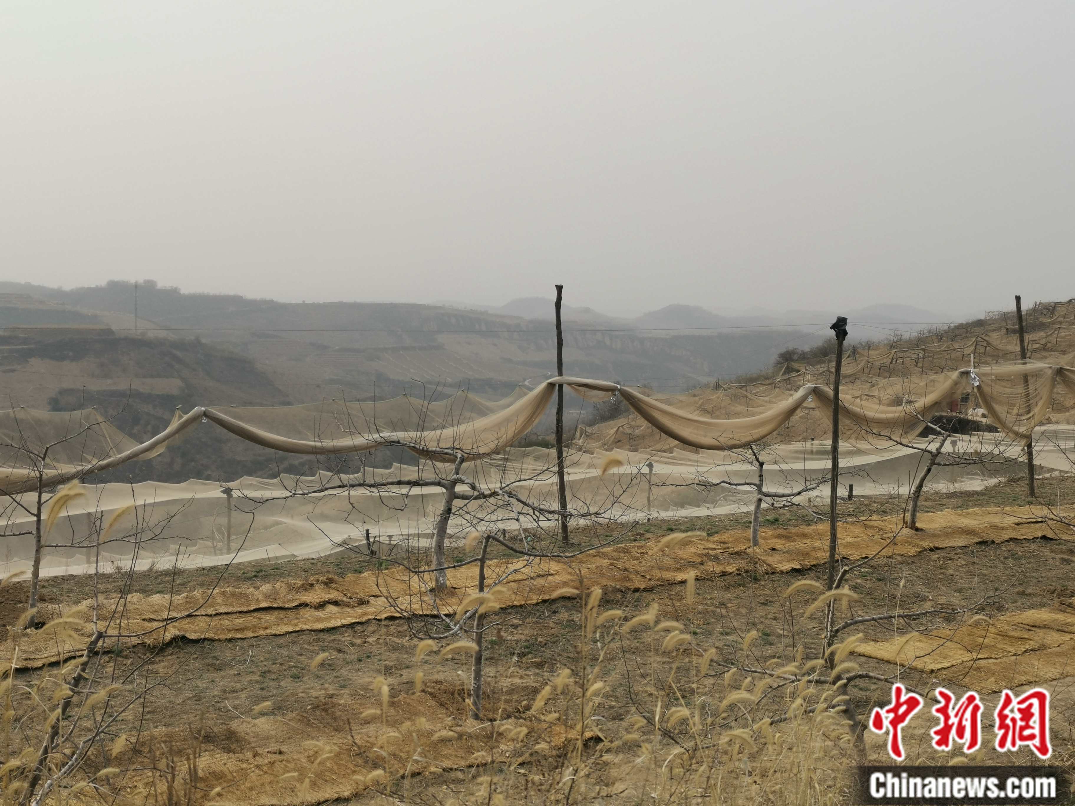 陜西省延安市寶塔區(qū)柳林鎮(zhèn)麻塔村蘋果園。 <a target='_blank'  ><p  align=