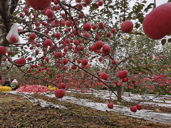 延安蘋果。來源：柳林鎮(zhèn)果技站供圖。