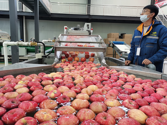 智能選果線清洗。來源：柳林鎮(zhèn)果技站供圖。