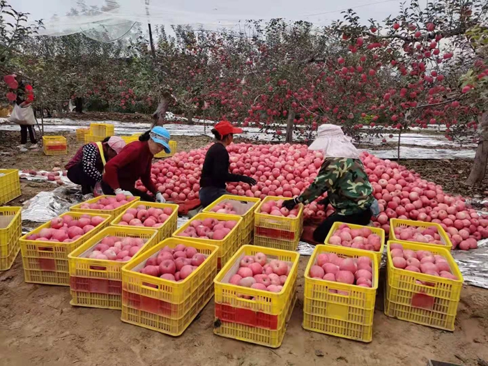 來源：柳林鎮(zhèn)果技站供圖。