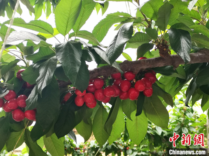陜西省子長市盛宇現(xiàn)代農(nóng)業(yè)示范園內(nèi)，櫻桃鮮艷欲滴。<a target='_blank'  ><p  align=