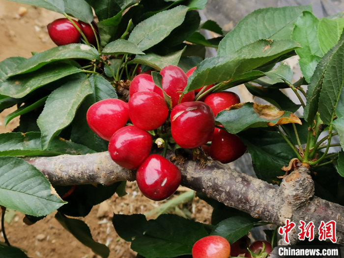 陜西省子長市盛宇現(xiàn)代農(nóng)業(yè)示范園內(nèi)，櫻桃鮮艷欲滴。<a target='_blank'  ><p  align=