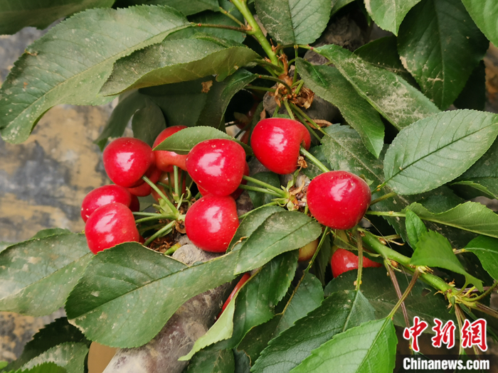 陜西省子長市盛宇現(xiàn)代農(nóng)業(yè)園區(qū)內(nèi)，櫻桃鮮艷欲滴。<a target='_blank'  ><p  align=