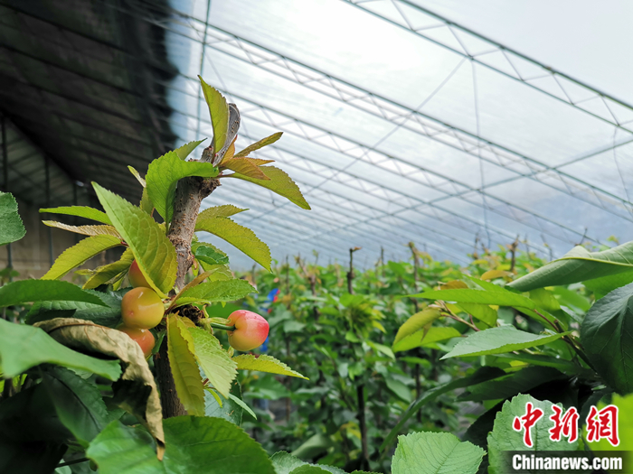 陜西省子長市盛宇現(xiàn)代農(nóng)業(yè)示范園櫻桃園區(qū)。<a target='_blank'  ><p  align=