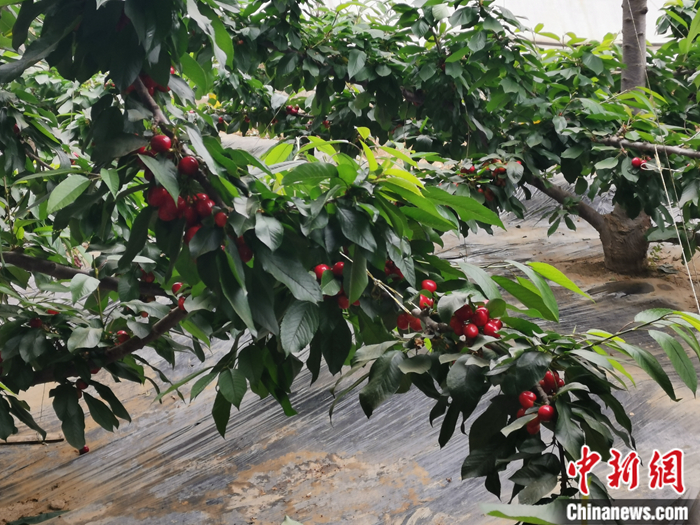 陜西省子長市盛宇現(xiàn)代農(nóng)業(yè)示范園內(nèi)，櫻桃鮮艷欲滴。<a target='_blank'  ><p  align=