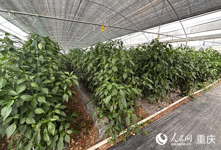 侶俸“巴岳農(nóng)莊”設(shè)施蔬菜科技園內(nèi)作物長勢良好。人民網(wǎng)記者 劉政寧攝