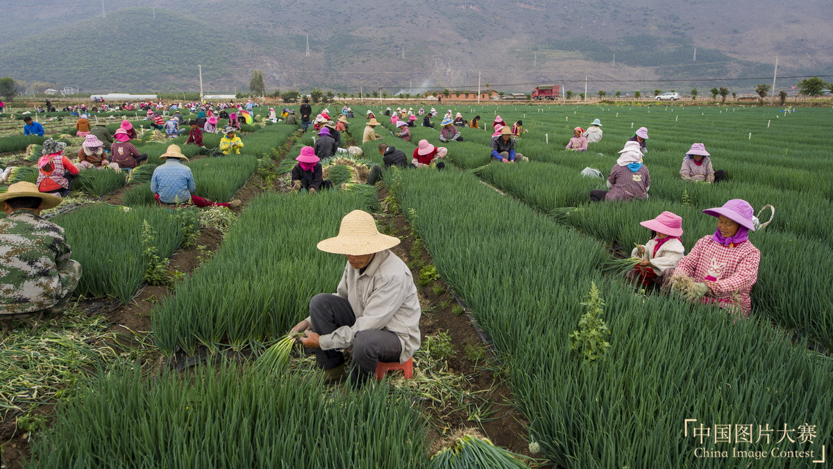 香蔥生產(chǎn)基地